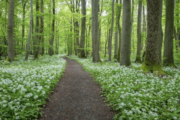 Path through a near-natural deciduous forest, copper beech forest (Fagus sylvatica) with flowering