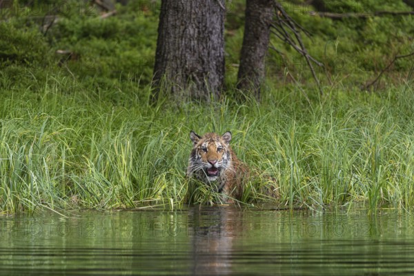 One young female Siberian Tiger, Panthera tigris altaica, running thru reed grass ashore a pond