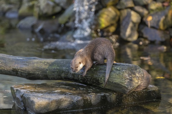 One oriental small-clawed otter or Asian small-clawed otter (Aonyx cinerea), in a creek in front of