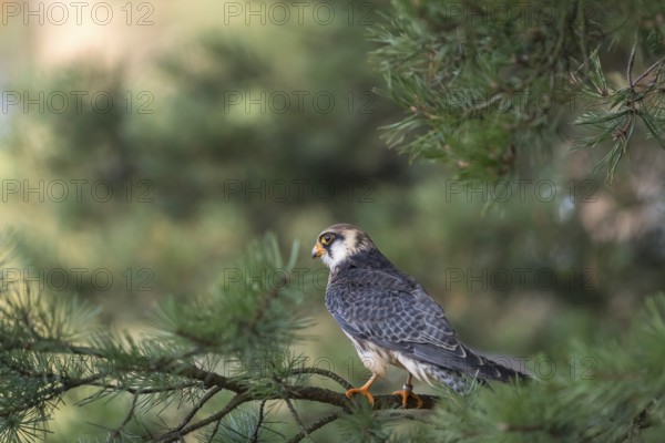 One female red-footed falcon (Falco vespertinus) sitting on a twig of a tree in a forest. Green