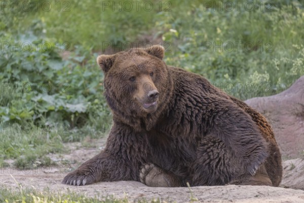 One Kamchatka brown bear (Ursus arctos piscator), resting in a forest. Some green vegetation in the