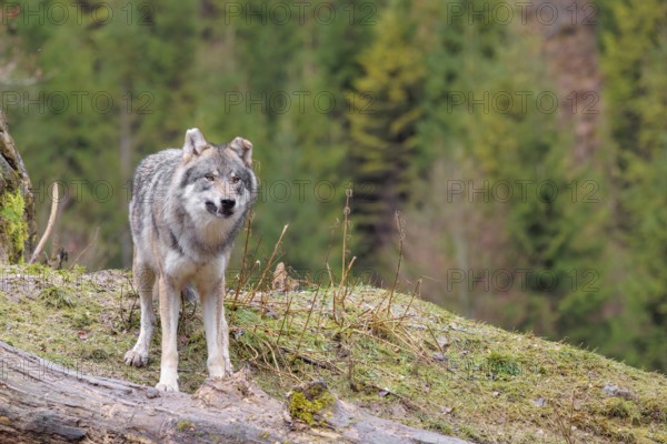 An adult male grey wolf (Canis lupus lupus) stands in a meadow on the top of a hill between a rock