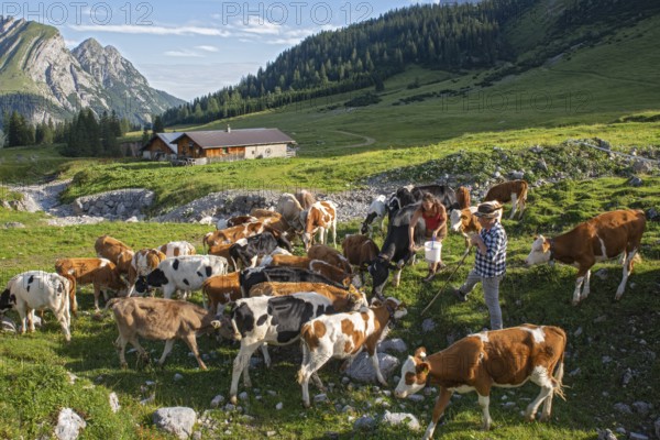 Alpine herdsmen look after their cows, young cattle are supplied with minerals, Maria Fuchs and