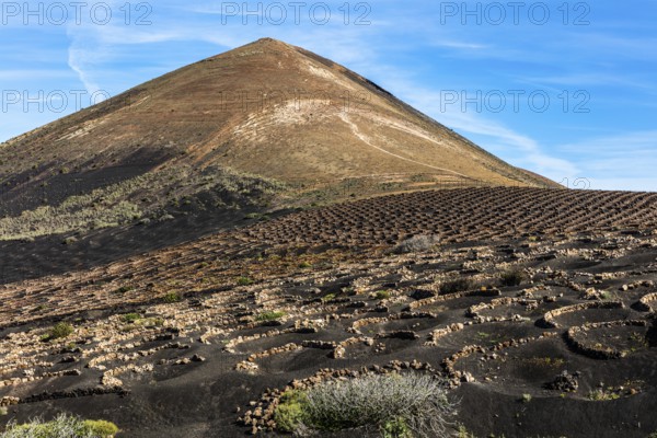 La Geria wine-growing region and work of art, UNESCO World Heritage Site, Lanzarote, Canary