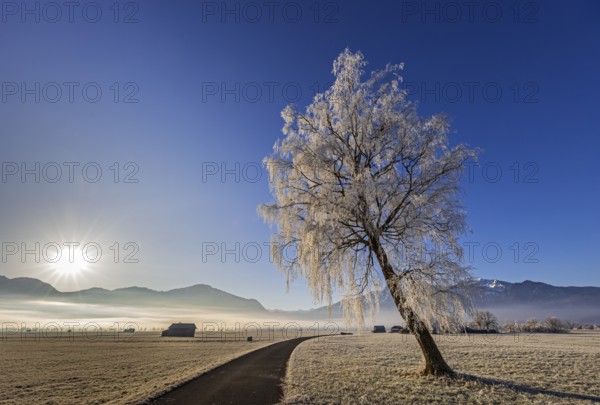 Tree, birch, hoarfrost, sunbeams, fog, path, sunny, mountain landscape, winter, Loisach-Lake Kochel
