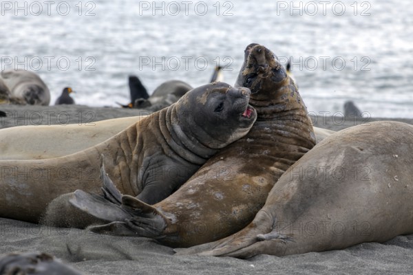 Elephant seals fighting in St Andrews Bay South Georgia Antarctica