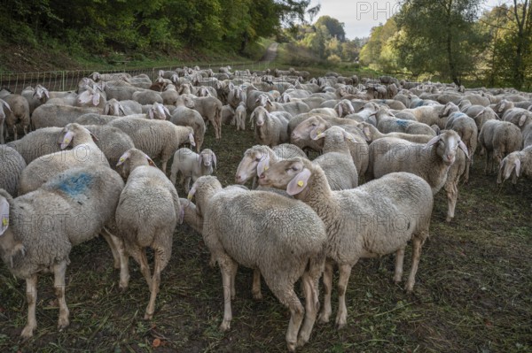 Fenced flock of sheep in a valley in Franconian Switzerland, Upper Franconia, Bavaria, Germany,