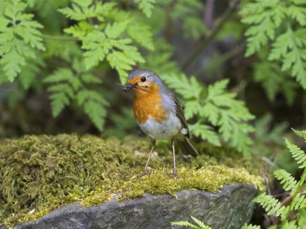 European robin (Erithacus rubecula), adult bird, perched on a moos covered stone, after collecting