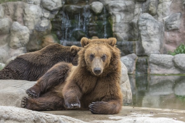 Two Kamchatka brown bear (Ursus arctos piscator), resting on rocks near a pond with a small cascade