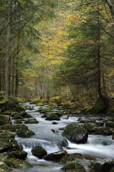 A stream flows through an autumnal forest, surrounded by moss and colourful foliage, Kleine Ohe,