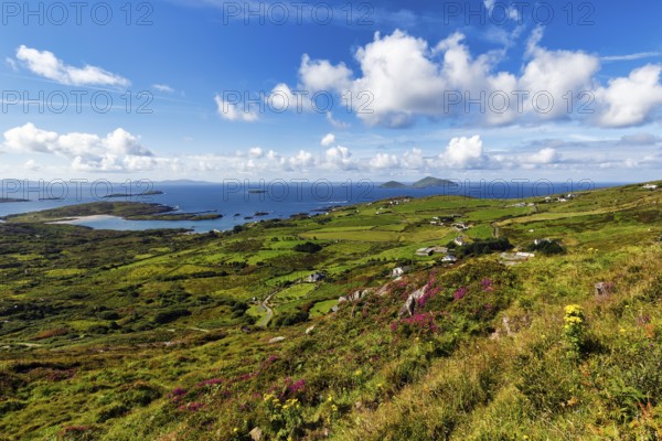 Typical coastline, blooming heather, Scariff and Deenish Islands on the horizon, view from above,