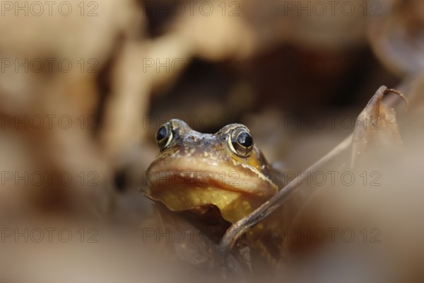 Common frog (Rana temporaria) adult amphibian on a pile of fallen autumn leaves in a garden,