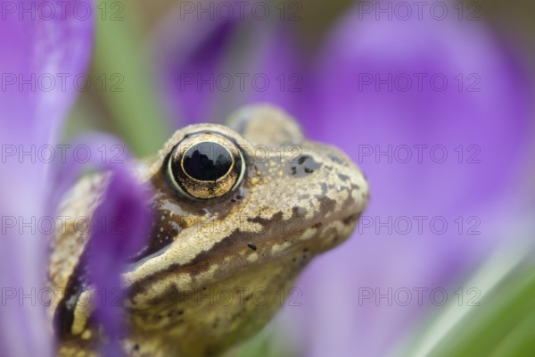 Common frog (Rana temporaria) adult amphibian amongst flowering garden Crocus flowers in