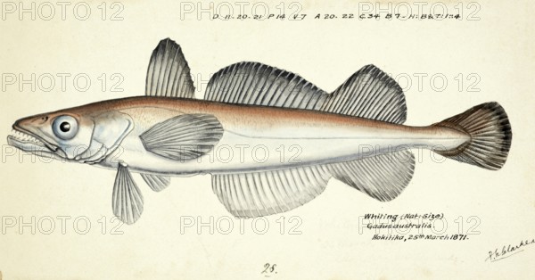 Merluccius australis, the southern hake, fish, reproduction of an original, by Frank Edward Clarke