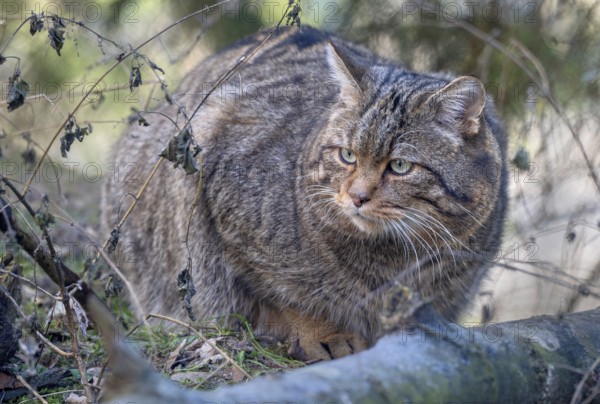 Wildcat (Felis silvestris), lurking in a bush, captive, Alpine Zoo, Innsbruck, Tyrol, Austria,