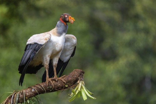 King vulture (Sarcoramphus papa), cock, vulture birds (Aegypiinae), Laguna del Lagarto Lodge,