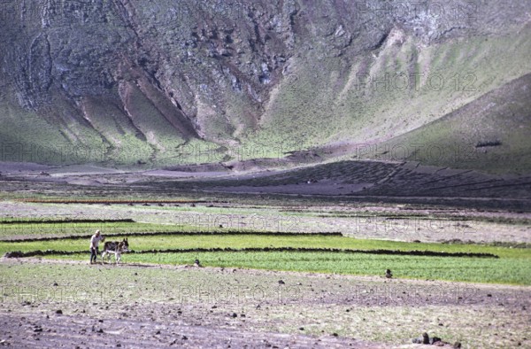 Man ploughing land with a donkey Subsistence farming, Lanzarote, Canary Islands, Spain 1979