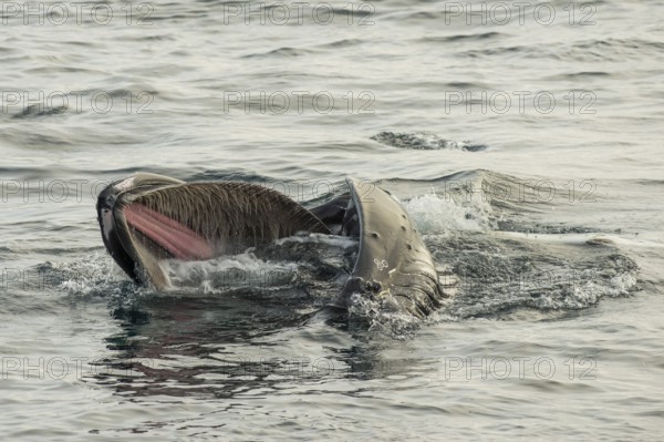 Humpback whale (Megaptera novaeangliae) feeding at the sea surface, Barents Sea, Northeast Iceland,