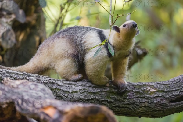 One southern tamandua (Tamandua tetradactyla), climbs up a tree in a forest