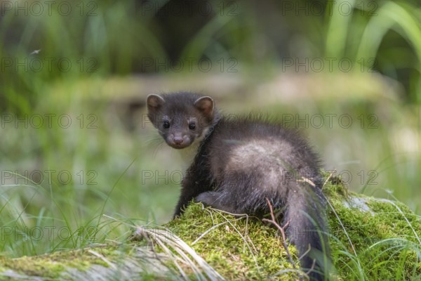 One beech marten (Martes foina), playing on the forest floor between green vegetation