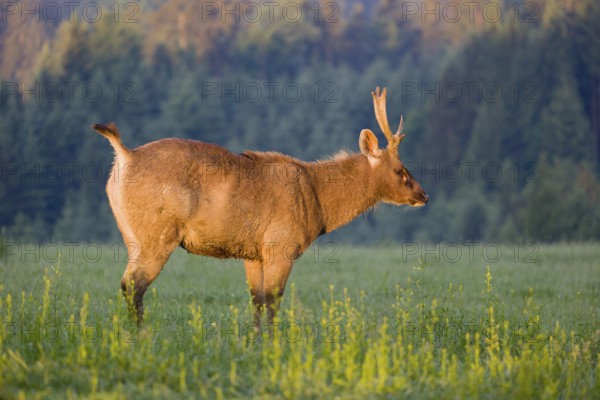 A Sambar stag (Rusa unicolor), stands on a meadow in first morning light