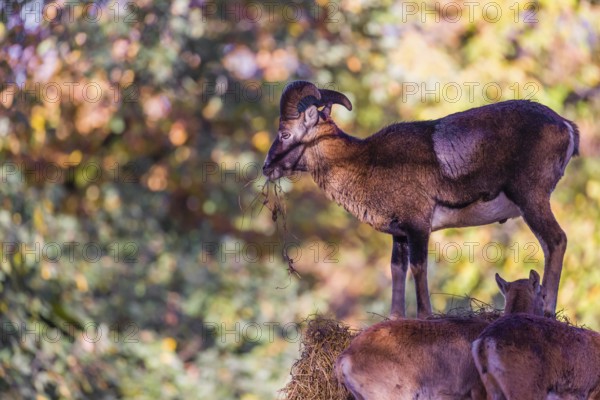 A group of European mouflon (Ovis aries musimon) stands on a haystack