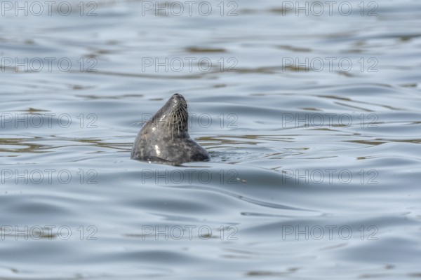 Grey whale (Halichoerus grypus) surfing in front of diving again. Ouessant, Finistere, Brittany,