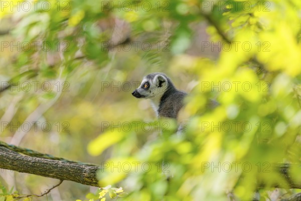 A ring-tailed lemur (Lemur catta) sits high up in a tree on a branch between fresh green leaves
