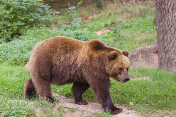 A Kamchatka brown bear (Ursus arctos piscator) runs along a path in a forest