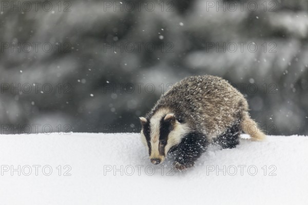One young European badger (Meles meles) walking through deep snow during snow fall