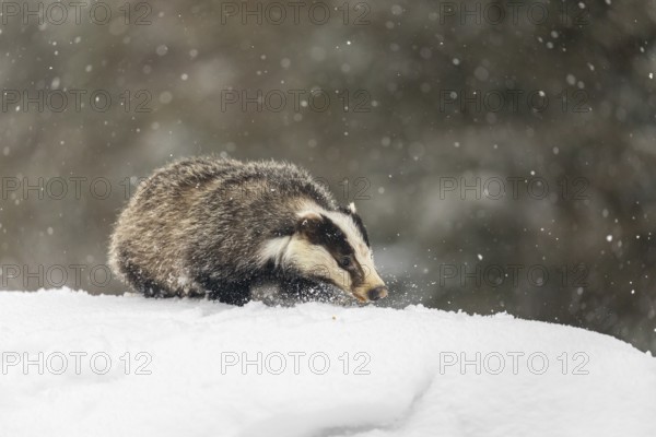 One young European badger (Meles meles) walking through deep snow during snow fall