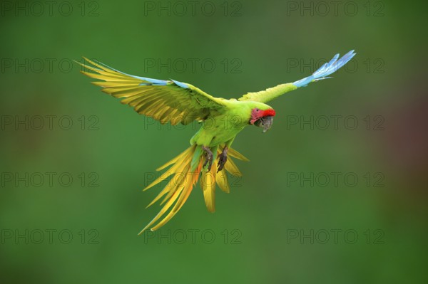 Flying Great Green Macaw or Grand Military Macaw (Ara ambiguus), Costa Rica, Central America