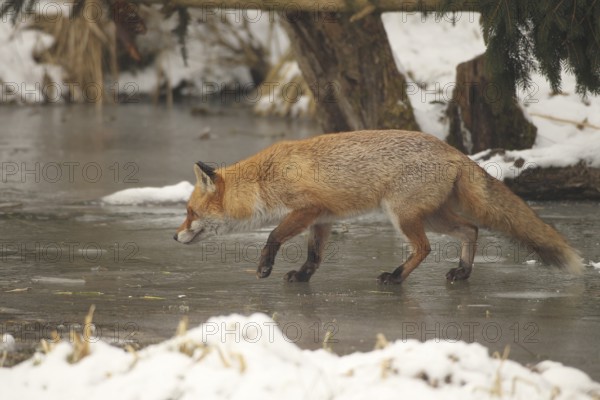 Red lynx (Vulpes vulpes) running across a frozen stream, Allgäu, Bavaria, Germany, Allgäu, Bavaria,