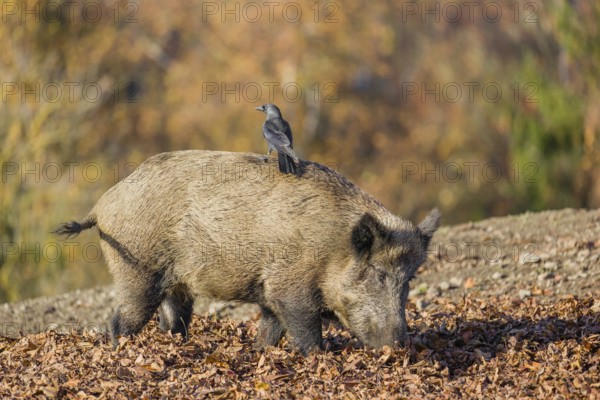 A wild boar or wild pig (Sus scrofa), walks on an opening searching for food. A western jackdaw
