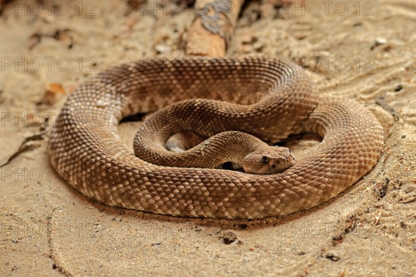 Red diamond rattlesnake (Crotalus ruber), adult, on ground, warming up, sunbathing, alert,
