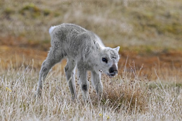 Svalbard reindeer (Rangifer tarandus platyrhynchus) calf foraging on the tundra in summer on