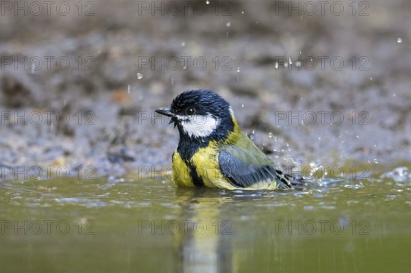 Great tit (Parus major) bathing in shallow water of puddle