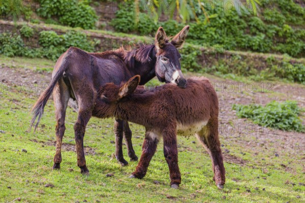 A female domestic donkey, Equus (africanus) asinus nurses her young on a green paddock
