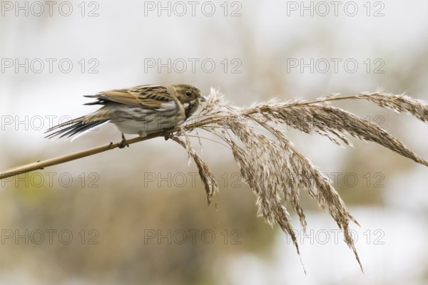 A reed bunting (Emberiza schoeniclus), female, sitting peacefully on a reed in natural light,