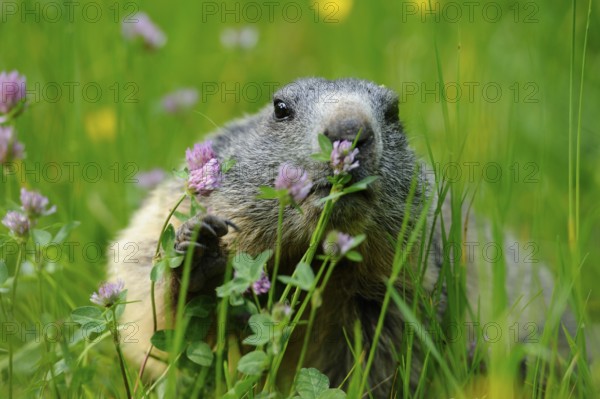 Marmot enjoying clover in a flowery meadow surrounded by fresh green grass, Alpine Marmot (Marmota