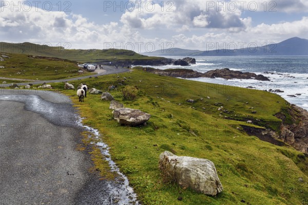 Two sheep walking on panoramic Atlantic Drive, coastline, viewpoint, southern Achill Island, Mayo,