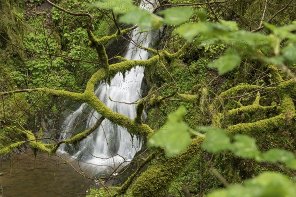 Moss-covered rocks and waterfall, Wutach Gorge, Bonndorf, Baden-Württemberg, Black Forest, Germany,