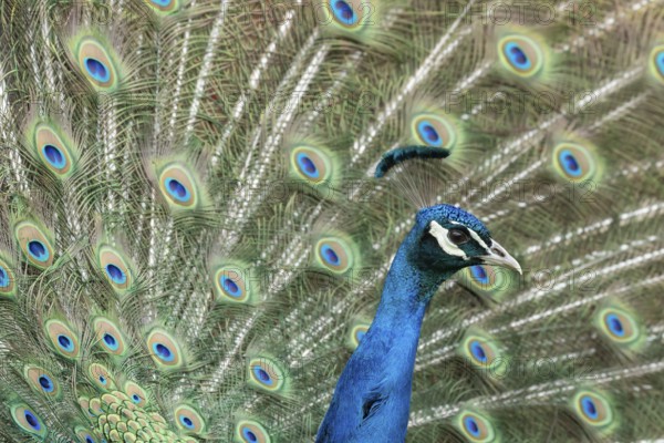Indian peafowl or Peacock (Pavo cristatus) adult male bird displaying showing its tail feathers,