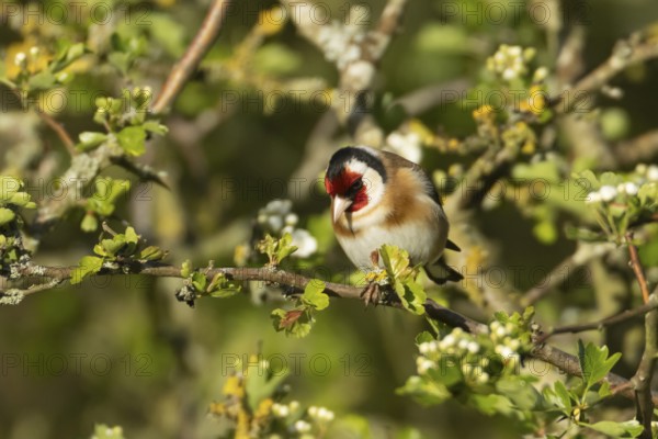 European goldfinch (Carduelis carduelis) adult bird on a Hawthorn tree branch with spring flowers,