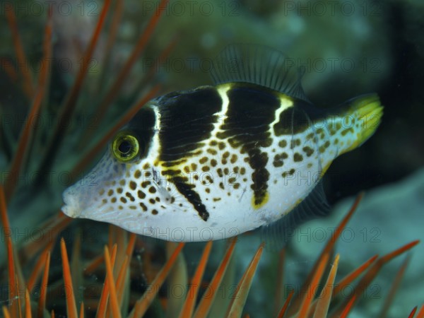 A black and white spotted mimicry filefish (Paraluteres prionurus) in a reef with orange-coloured