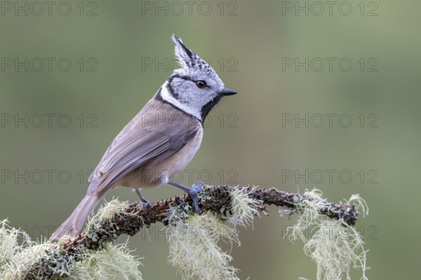 Crested Tit (Parus Scalloped ribbonfish), sitting on a branch, Terfens, Tyrol, Austria, Europe