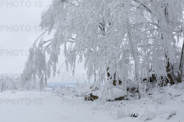 Rock formation with hoarfrost and snow on the summit of the Czorneboh with a view of the Lusatian