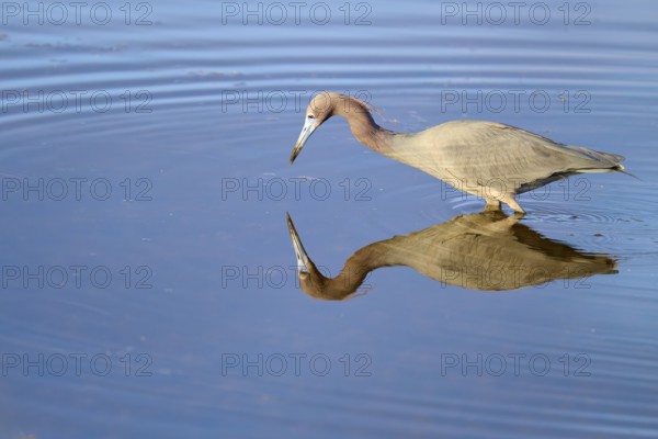 Great Blue Heron (Egretta caerulea), walking and reflecting in the water, Black Point Wildlife