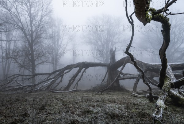 Old, lightning-split, solitary oak tree on a cold and foggy day, Hohenlohe, Baden-Württemberg,