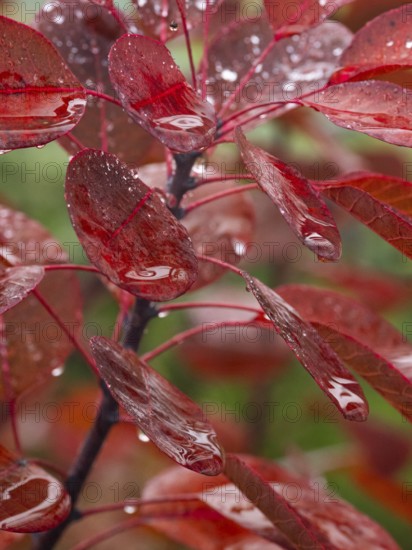 Smoke Tree (cotinus coggygria), leaves in autumn colour, covered with water droplets, Hessen,